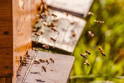 Bienenwachs, Honig & Propolis: Wie die Bienenerzeugnisse entstehen und was wir daraus machen