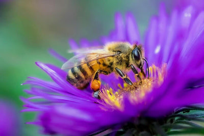 Bienensterben: Wahrheit oder Lüge? gaia erklärt
